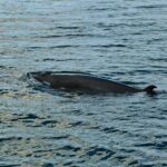 signal-2026-04-17-19-21-34-886