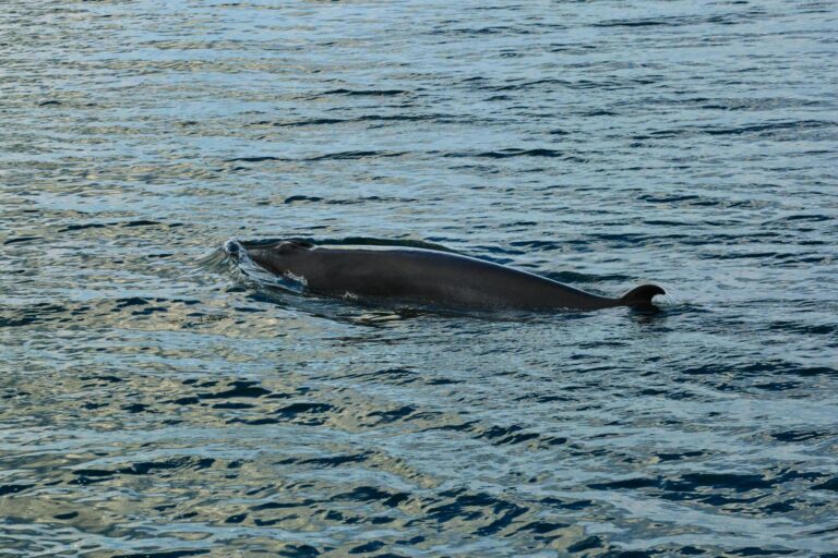 signal-2026-04-17-19-21-34-886