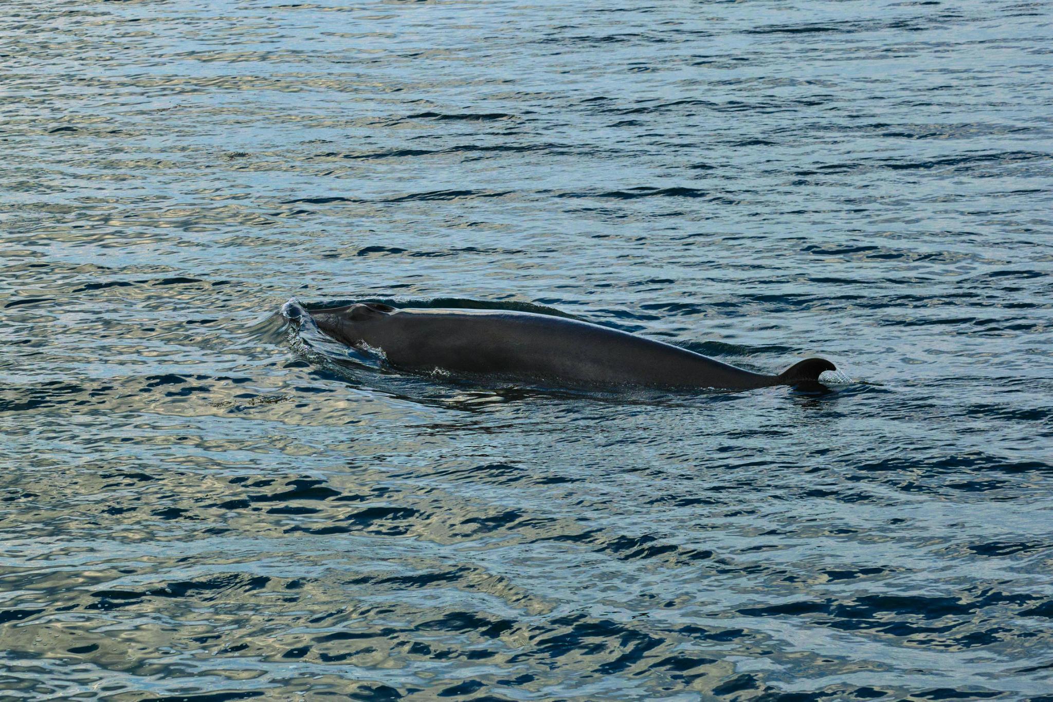 signal-2026-04-17-19-21-34-886